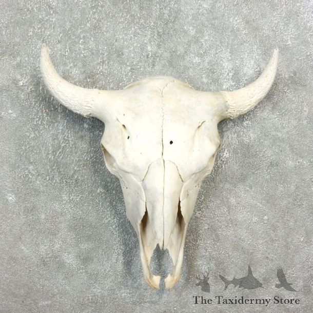 Buffalo Bison Skull Mount For Sale #17689 @ The Taxidermy Store