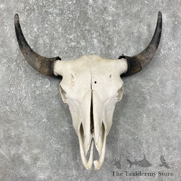 Buffalo Bison Skull Mount For Sale #17690 @ The Taxidermy Store