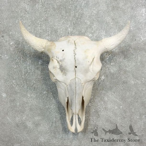 Buffalo Bison Skull Mount For Sale #17691 @ The Taxidermy Store
