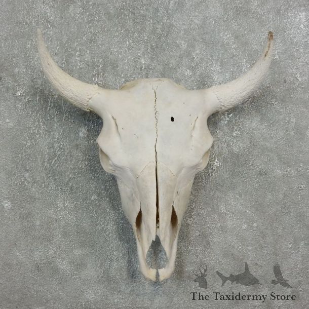 Buffalo Bison Skull Mount For Sale #17693 @ The Taxidermy Store