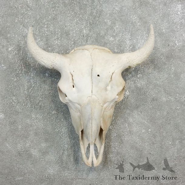 Buffalo Bison Skull Mount For Sale #17695 @ The Taxidermy Store