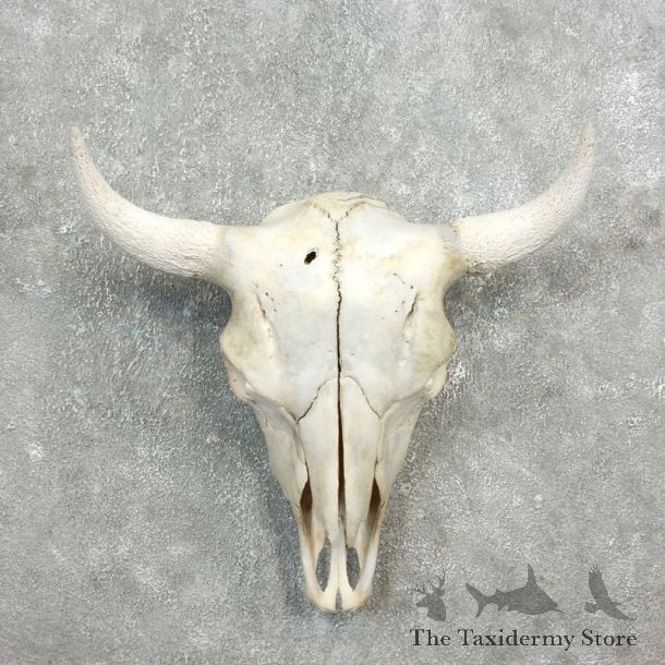 Buffalo Bison Skull Mount For Sale #17696 @ The Taxidermy Store