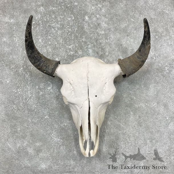 Buffalo Bison Skull Mount For Sale #17697 @ The Taxidermy Store