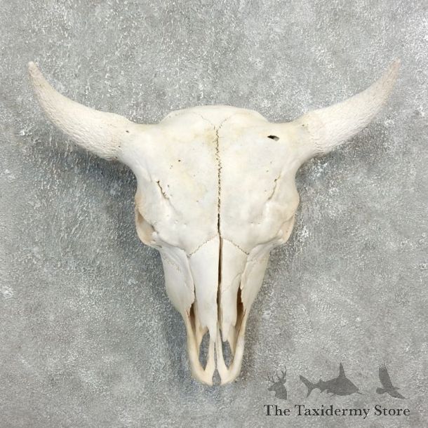 Buffalo Bison Skull Mount For Sale #17698 @ The Taxidermy Store