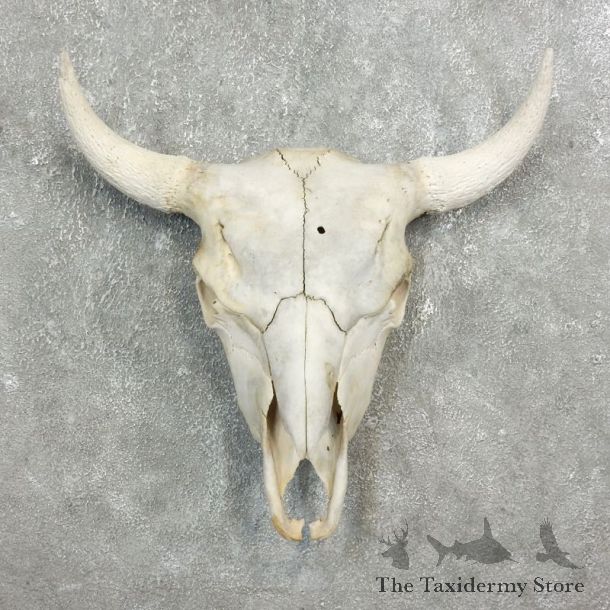 Buffalo Bison Skull Mount For Sale #17700 @ The Taxidermy Store