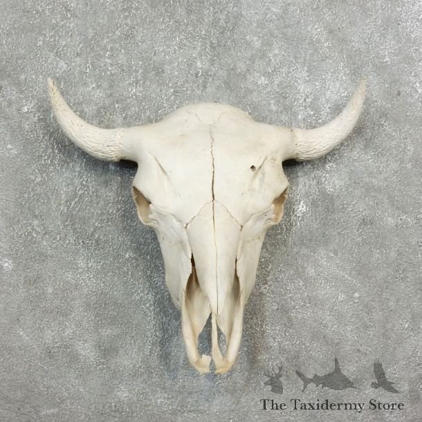 Buffalo Bison Skull Mount For Sale #17701 @ The Taxidermy Store