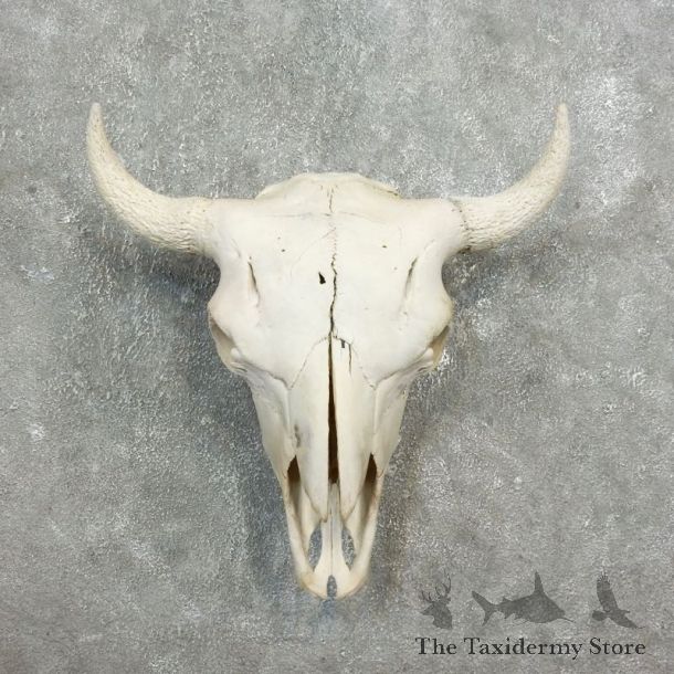 Buffalo Bison Skull Mount For Sale #17703 @ The Taxidermy Store