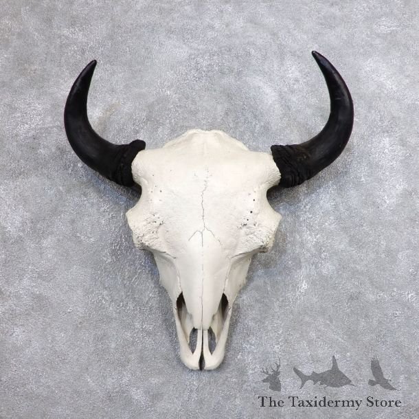Buffalo Bison Skull Mount For Sale #18632 @ The Taxidermy Store