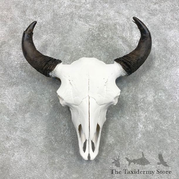 Buffalo Bison Skull Mount For Sale #22296 @ The Taxidermy Store