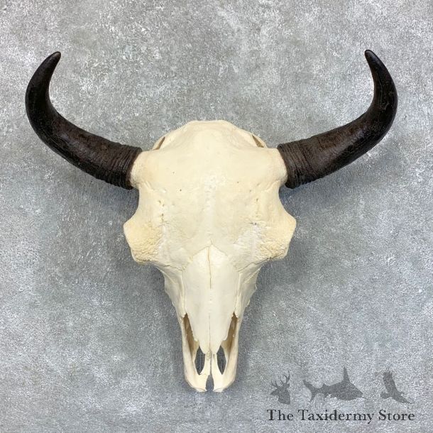 Buffalo Bison Skull Mount For Sale #23444 @ The Taxidermy Store
