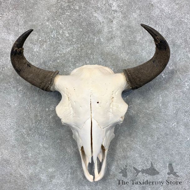 Buffalo Bison Skull Mount For Sale #23445 @ The Taxidermy Store