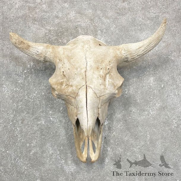 Buffalo Bison Skull Mount For Sale #24422 @ The Taxidermy Store
