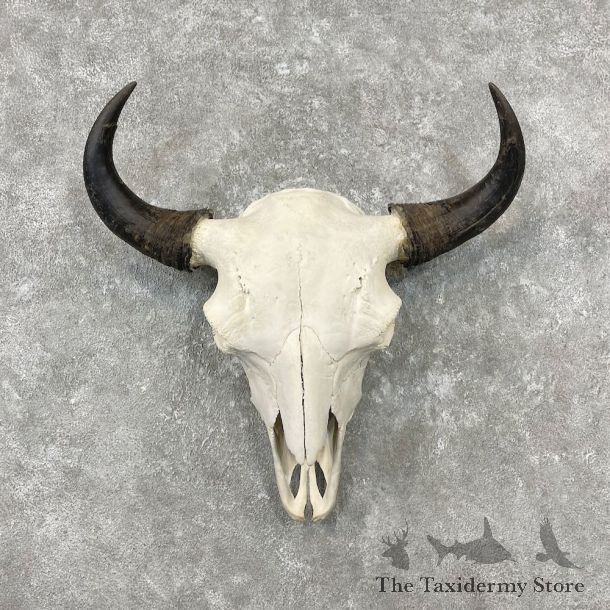 Buffalo Bison Skull Mount For Sale #26782 @ The Taxidermy Store