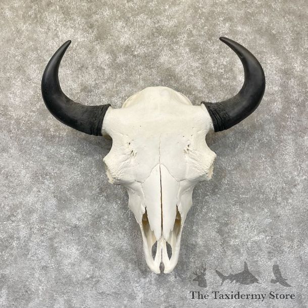 Buffalo Bison Skull Mount For Sale #28288 @ The Taxidermy Store
