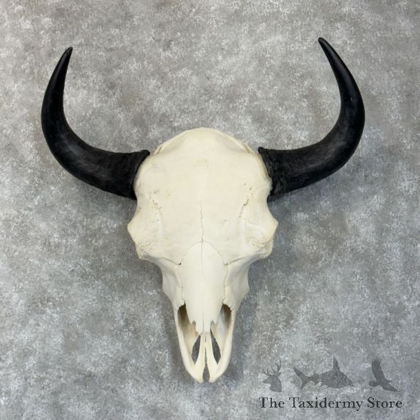 Buffalo Bison Skull Mount For Sale #28288 @ The Taxidermy Store