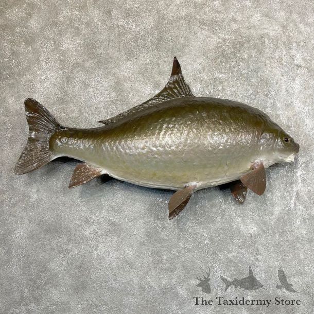 Buffalo Carp Taxidermy Fish Mount #24539 For Sale @ The Taxidermy Store