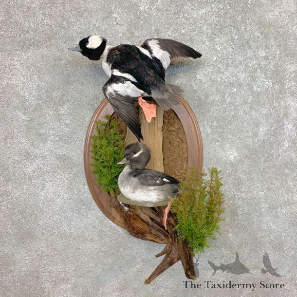 Bufflehead Drake And Hen Taxidermy Duck Mount For Sale #23427 @The Taxidermy Store