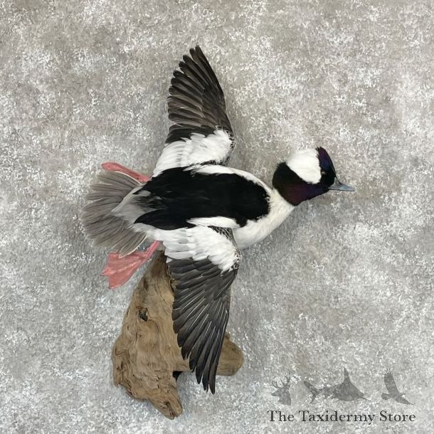Bufflehead Drake Duck Mount For Sale #28204 @The Taxidermy Store