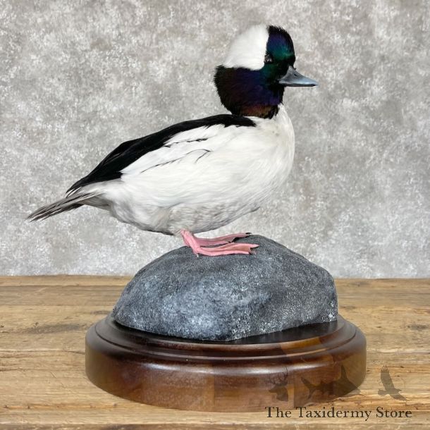 Bufflehead Drake Duck Mount For Sale #28212 @The Taxidermy Store