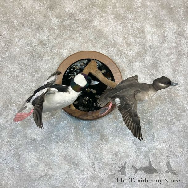 Bufflehead Pair Duck Mount For Sale #28255 @The Taxidermy Store