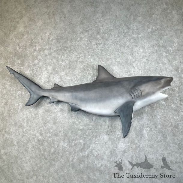 Bull Shark Replica Fish Mount For Sale #25858 @ The Taxidermy Store
