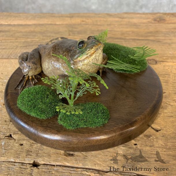 Bullfrog Taxidermy Mount For Sale #21361 @ The Taxidermy Store