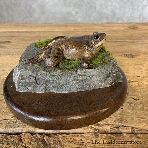 Bullfrog Taxidermy Mount For Sale #21362 @ The Taxidermy Store
