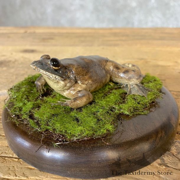 Bullfrog Taxidermy Mount For Sale #21363 @ The Taxidermy Store