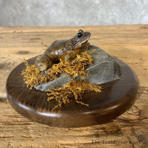 Bullfrog Taxidermy Mount For Sale #21364 @ The Taxidermy Store
