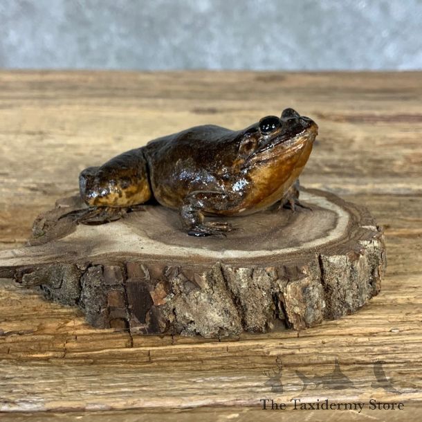 Bullfrog Taxidermy Mount For Sale #21380 @ The Taxidermy Store