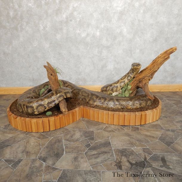 Burmese Python Snake Mount For Sale #21000 @ The Taxidermy Store