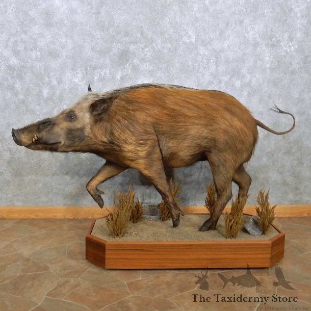 African Bushpig Life-Size Mount For Sale #15126 @ The Taxidermy Store