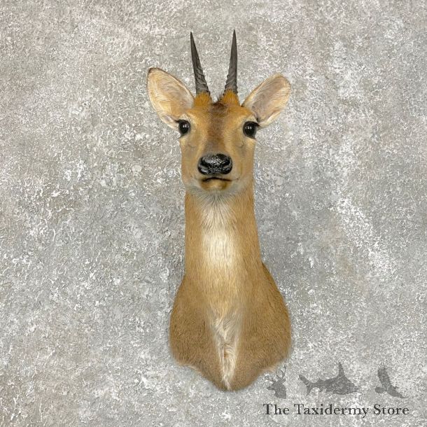 African Grey Duiker Shoulder #24185 For Sale @ The Taxidermy Store