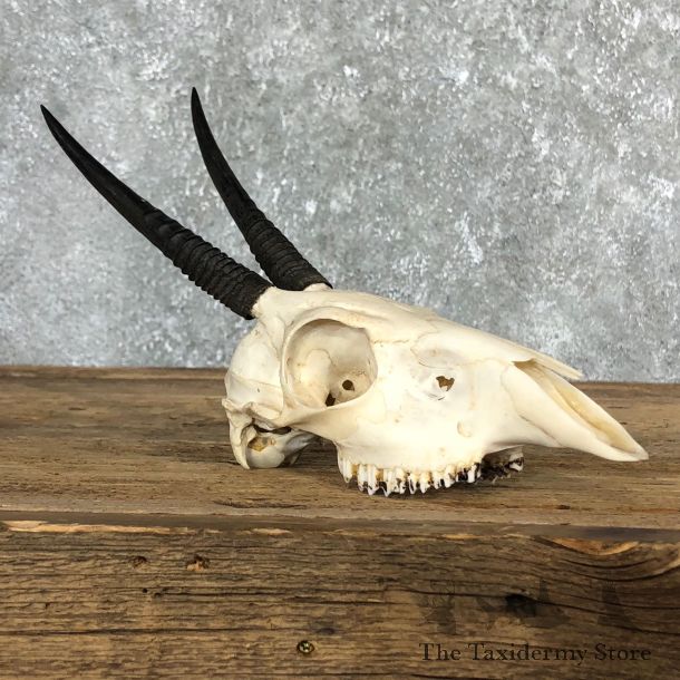 Bush Duiker Skull & Horn European Mount For Sale #19843 @ The Taxidermy Store