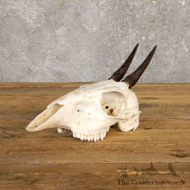 Bush Duiker Skull & Horn European Mount For Sale #19927 @ The Taxidermy Store
