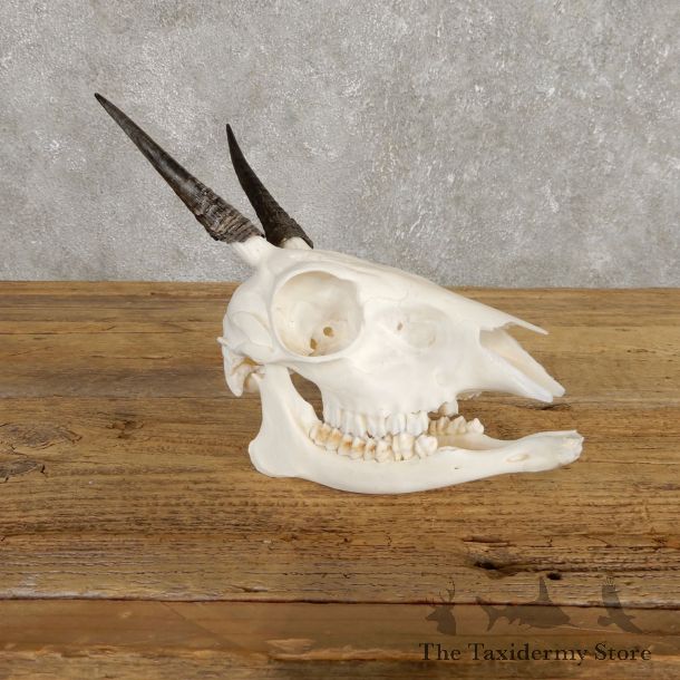 Bush Duiker Skull & Horn European Mount For Sale #19929 @ The Taxidermy Store