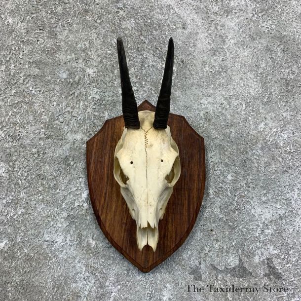 Bush Duiker Skull & Horn European Mount For Sale #21817 @ The Taxidermy Store