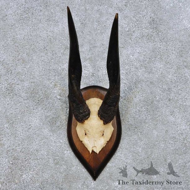 Bushbuck Skull Cap & Horn Mount For Sale #14452 @ The Taxidermy Store