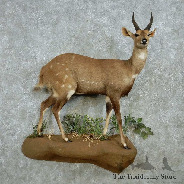 Cape Bushbuck Life Size Mount #13539 For Sale @ The Taxidermy Store