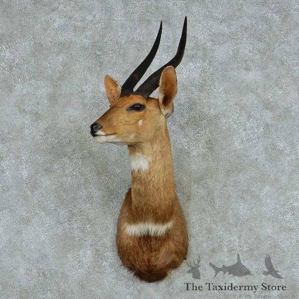 Cape Bushbuck Shoulder Mount #13611 For Sale @ The Taxidermy Store