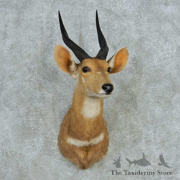 Cape Bushbuck Shoulder Mount #13643 For Sale @ The Taxidermy Store