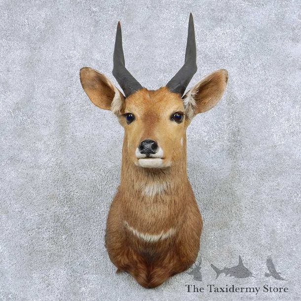 Cape Bushbuck Taxidermy Shoulder Mount #13862 For Sale @ The Taxidermy Store