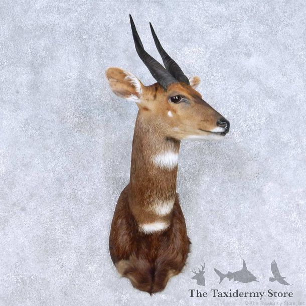 Cape Bushbuck Shoulder Mount For Sale #14328 @ The Taxidermy Store