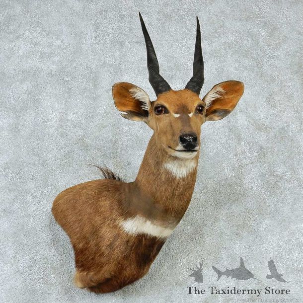 African Blesbok Shoulder Taxidermy Mount #13227 For Sale @ The Taxidermy Store