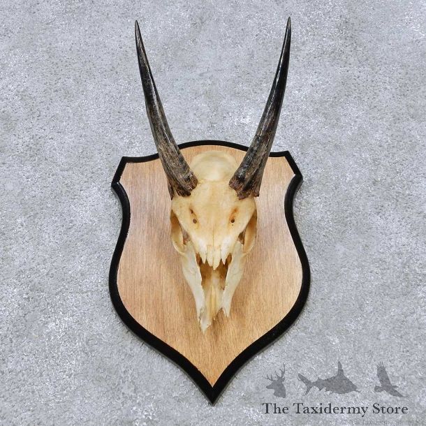 Bushbuck Skull & Horn European Mount For Sale #14519 @ The Taxidermy Store