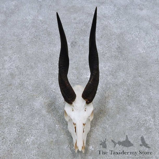Bushbuck Skull & Horn European Mount For Sale #14544 @ The Taxidermy Store