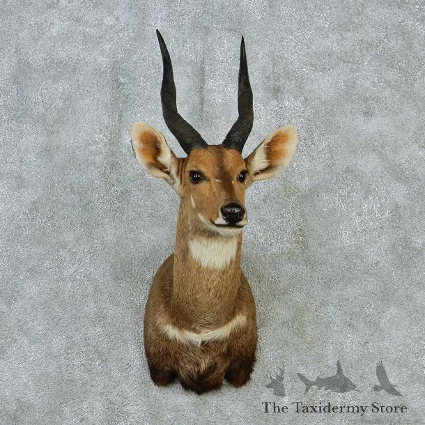 Bushbuck Taxidermy Head Mount #12858 For Sale @ The Taxidermy Store