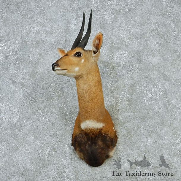 Bushbuck Taxidermy Head Mount #12860 For Sale @ The Taxidermy Store