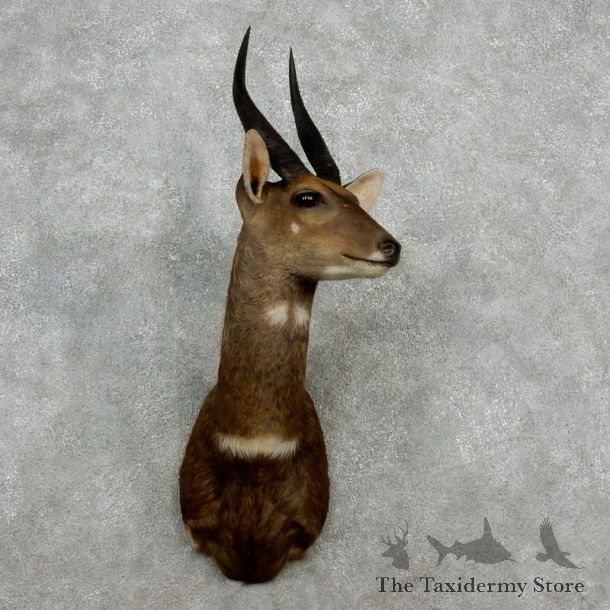 Cape Bushbuck Shoulder Mount For Sale #17247 @ The Taxidermy Store