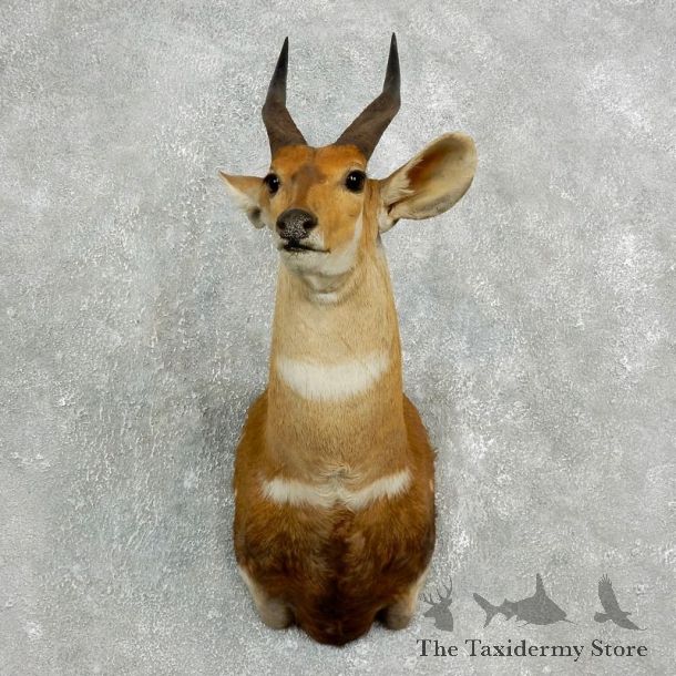 Cape Bushbuck Shoulder Mount For Sale #17636 @ The Taxidermy Store